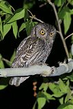 Western Screech-Owl